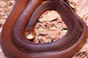 Ile gatunków jadowitych węża mieszka w australii? Ile gatunków jadowitych węża mieszka w australii?